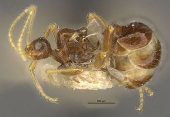 Media type: image;   Entomology 23312 Aspect: habitus lateral view
